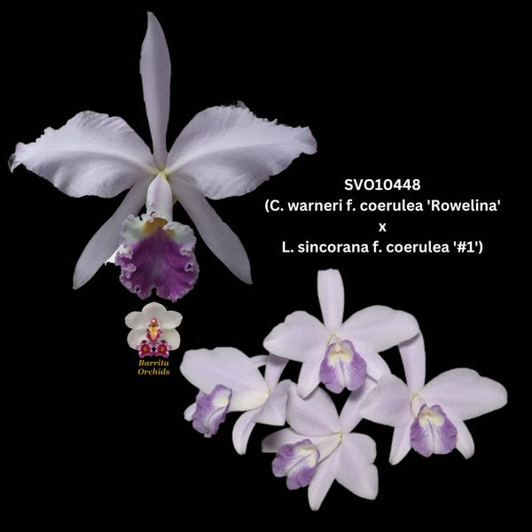 Cattleya Orchid Seedling SVO10448 (C. warneri f. coerulea 'Rowelina' x L. sincorana f. coerulea 'SVO')