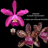 Cattleya Orchid Seedling SVO  10501 (C. Gaudii 'Cinamon Scent' x C. Black Jack 'Universal' HCC/AOS)