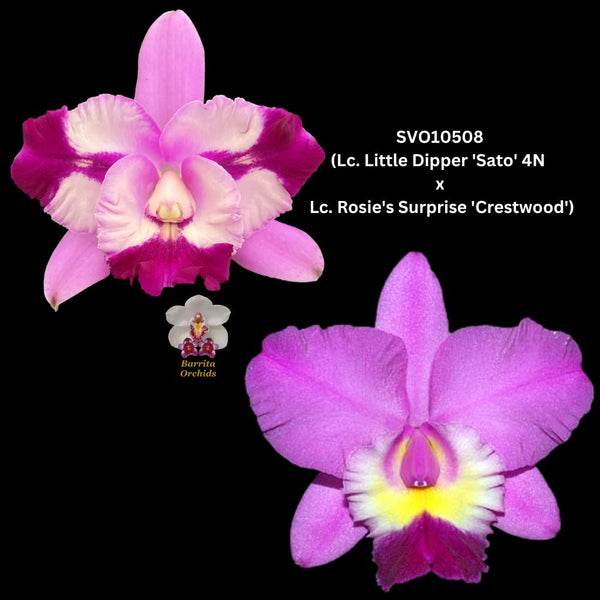 Cattleya Orchid Seedling SVO 10508 (C. Little Dipper 'SVO Sato' 4N x Lc. Rosie's Surprise 'Crestview')