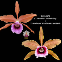 Cattleya Orchid Species SVO10573t (L. tenebrosa 'SVO Beauty' x L. tenebrosa 'Windflower' AM/AOS)