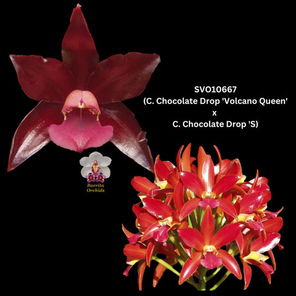 Cattleya Orchid Seedling SVO 10667 (C. Chocolate Drop 'Volcano Queen' x C. Chocolate Drop 'SVO' AM/AOS)