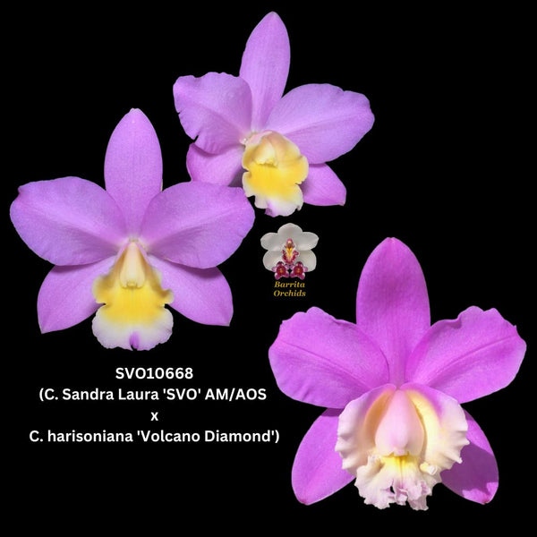 Cattleya Orchid Seedling SVO 10668 (Lc. Sandra Laura 'SVO' AM/AOS x C. harrisoniana 'Volcano Diamond')