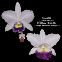 Cattleya Orchid Seedling SVO10669 (Lc. Mini Blue Star 'SVO Blues' HCC/AOS x Lc. Indigo Valentine 'Blueness')