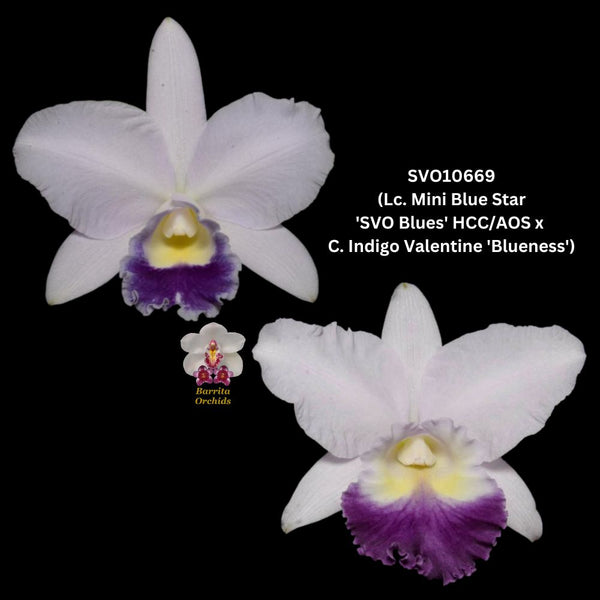 Cattleya Orchid Seedling SVO10669 (Lc. Mini Blue Star 'SVO Blues' HCC/AOS x Lc. Indigo Valentine 'Blueness')