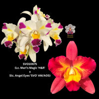 Cattleya Orchid Seedling SVO10675 (Lc. Mari's Magic 'H&R' x Slc. Angel Eyes 'SVO' AM/AOS)