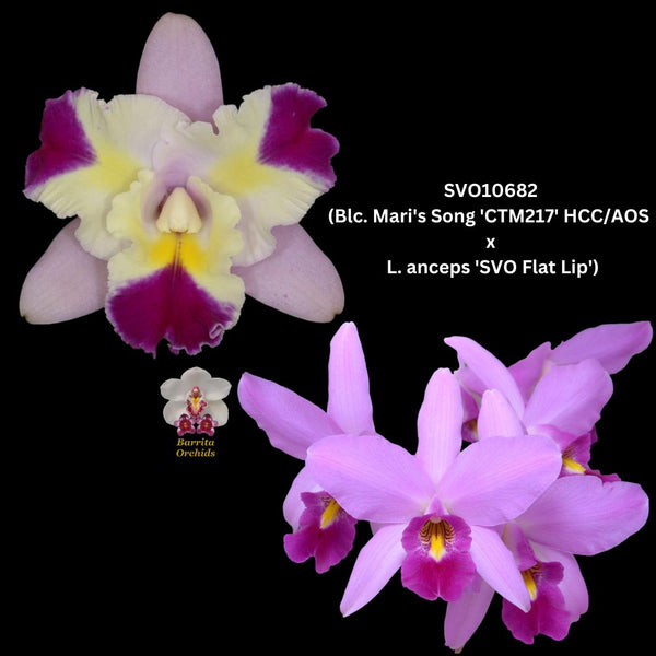 Cattleya Orchid Seedling SVO10682 (Lc. Mari's Song 'CTM 217' HCC/AOS x L. anceps 'SVO Flat Lip’)