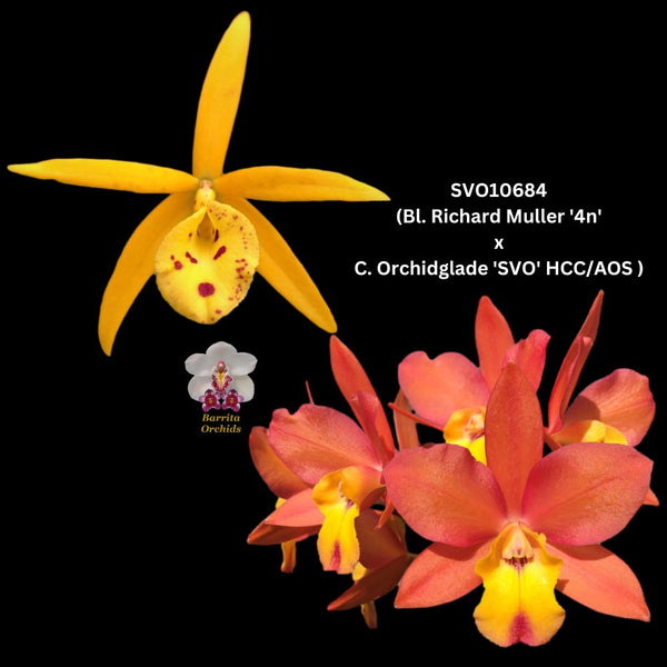 Cattleya Orchid Seedling SVO 10684 (Bl. Richard Mueller '4n' x C. Orchidglade 'SVO' HCC/AOS)