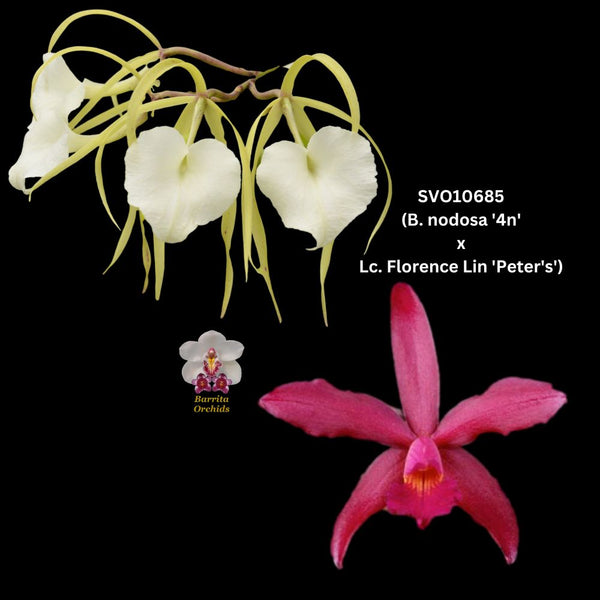 Cattleya Orchid Seedling SVO 10685 (B. nodosa '4n' x Lc. Florence Lin 'Peter's')