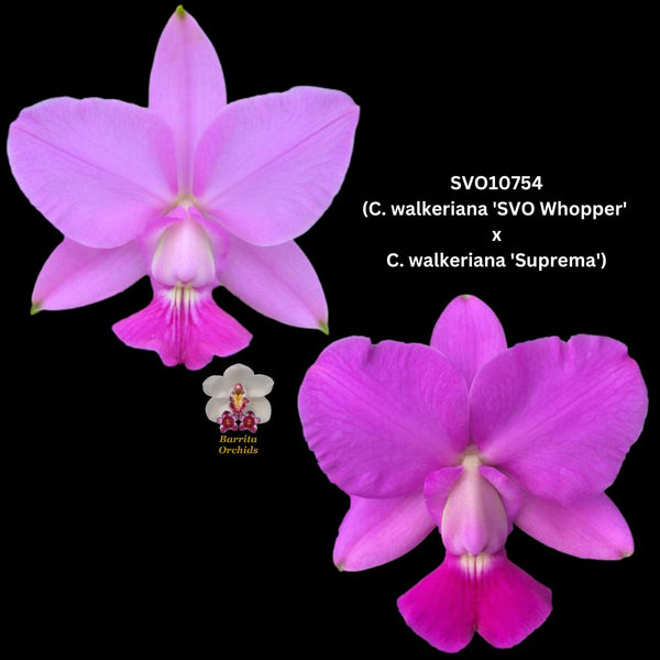Cattleya Orchid Seedling SVO10754 (C. walkeriana 'SVO Whopper' AM/AOS x C. walkeriana 'Suprema')