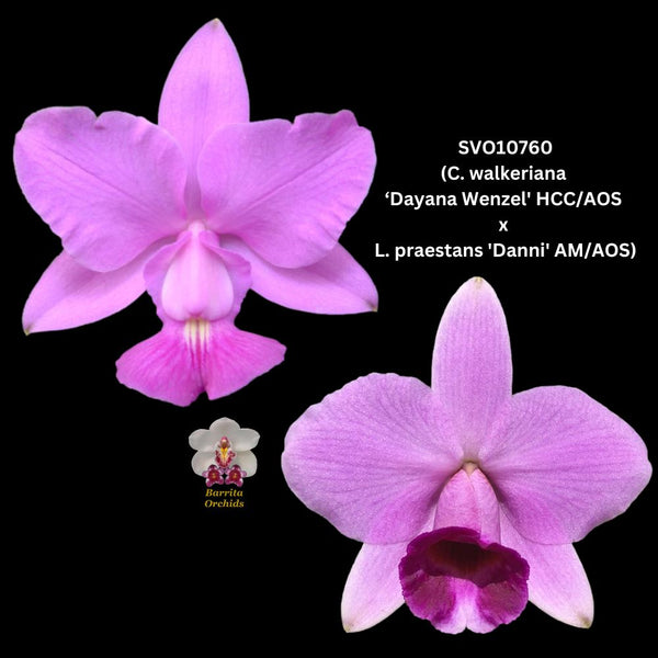 Cattleya Orchid Seedling SVO10760 (C. walkeriana ‘Dayane Wenzel' HCC/AOS x L. praestans 'Danni' HCC/AOS)