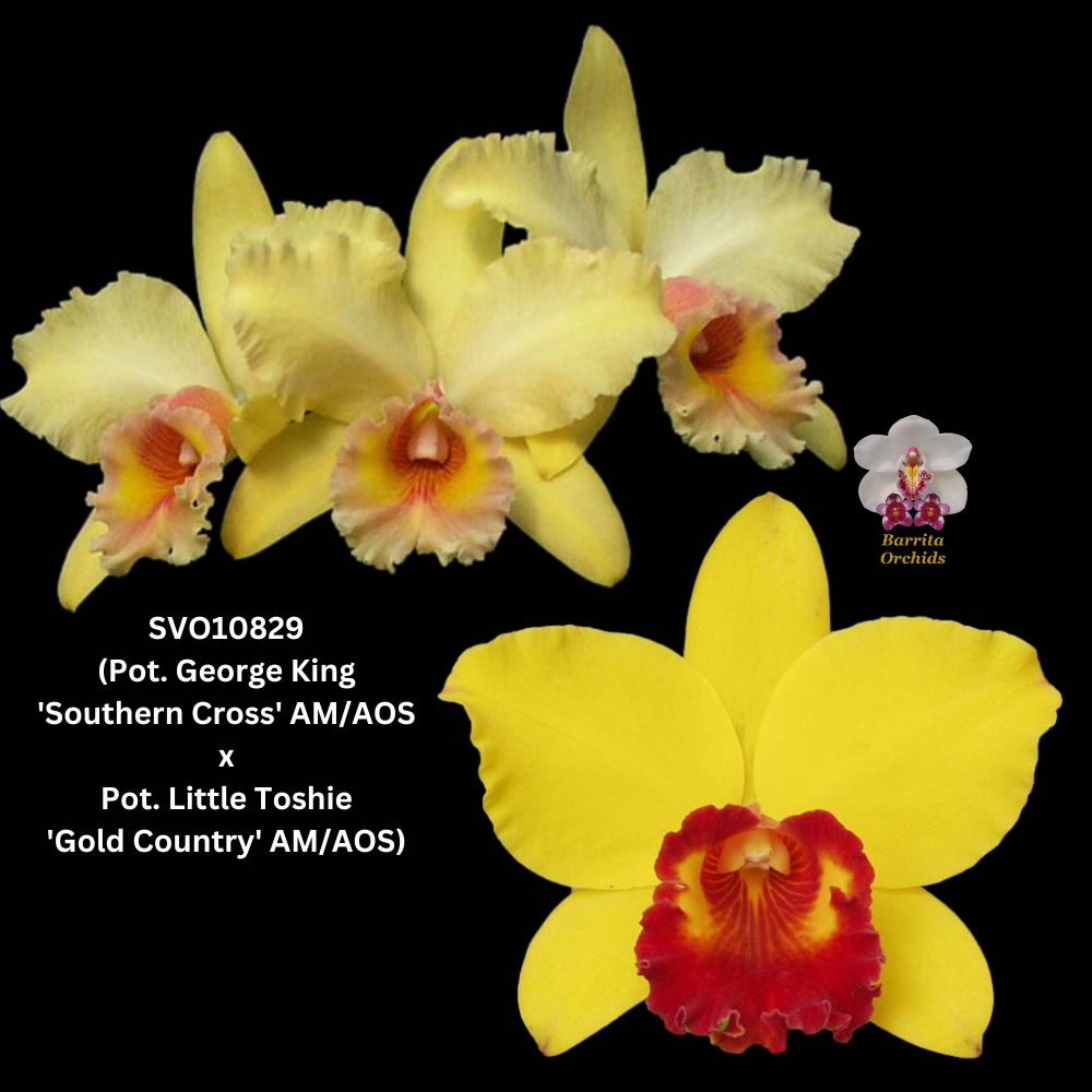 Cattleya Orchid Hybrid SVO10829 (Blc. George King 'Southern Cross' AM ...