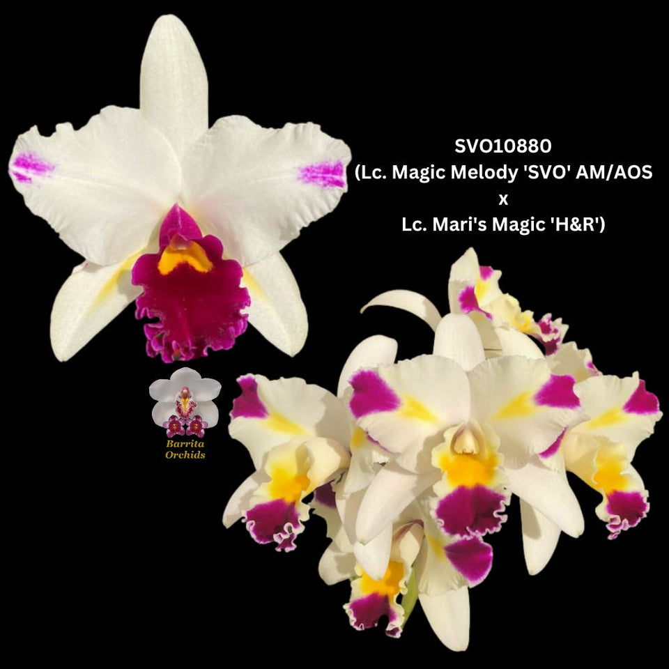 Cattleya Orchid SVO10880 (Lc. Magic Melody 'SVO' AM/AOS x Lc. Mari's M ...