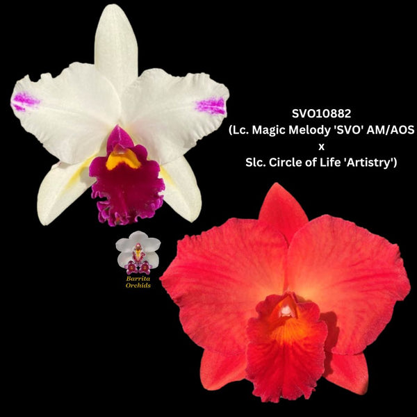 Cattleya Orchid Seedling SVO10882 (Lc. Magic Melody 'SVO' AM/AOS x Slc. Circle of Life 'Artistry')