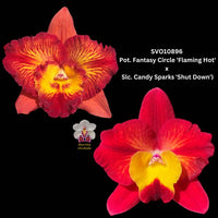 Cattleya Orchid Hybrid SVO10896 (Pot. Fantasy Circle 'Flaming Hot' x Slc. Candy Sparks 'Shut Down')