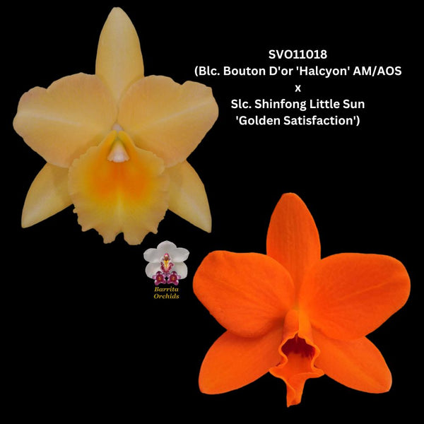 Cattleya Orchid Seedling SVO 11018 (Blc. Bouton D'or 'Halycon' AM/AOS x Slc. Shinfong Little Sun 'Golden Satisfaction')