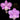 Cattleya Orchid Species SVO11306  (C. loddigesii 'Adorobil' FCC/AOS x C. loddigesii 'SVO Splash')