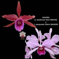 Cattleya Orchid Seedling SVO7921 (L. tenebrosa ‘Paul’ AM/AOS x L. purpurata ‘Claire’ AM/AOS)