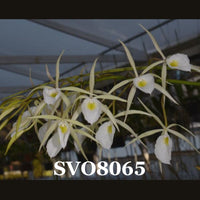 Cattleya Orchid Species SVO8065 (B. perrinii 'SVO 18' x B. perrinii 'Rubens 25')