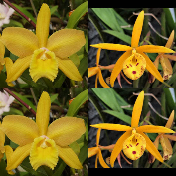 100mm Cattleya Orchid Seedling (Blc. Waikiki Gold 'Lea' AM/AOS x Bl. Richard Mueller '4N')