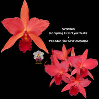 100mm Cattleya Orchid Seedling (Lc. Spring Fires 'Lynette #3' x Pot. Star Fire 'SVO' AM/AOS)