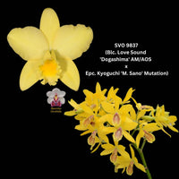 100mm Cattleya Orchid Seedling (Blc. Love Sound 'Dogashima' AM/AOS x Epc. Kyoguchi 'M. Sano' Mutation)