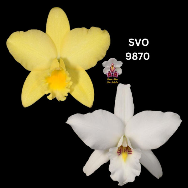 100mm Cattleya Orchid Seedling (Blc. Love Sound 'Dogashima' AM/AOS x L. anceps 'White Wonder')