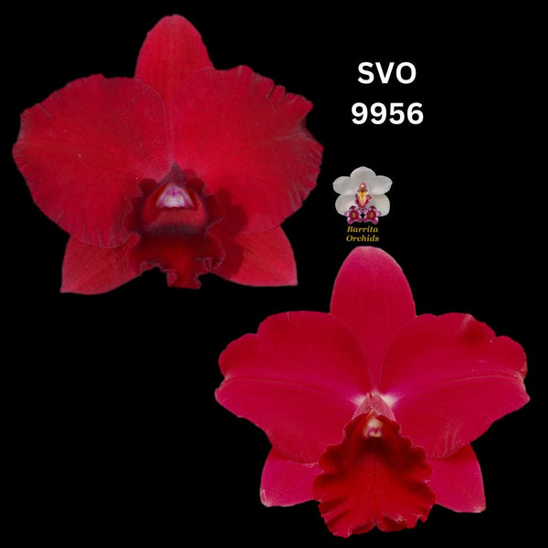 Cattleya Orchid Seedling SVO9956 (Pot. Higher Multiplier ‘Super Red’ x Pot. Paradise Rose ‘My Valentine’)