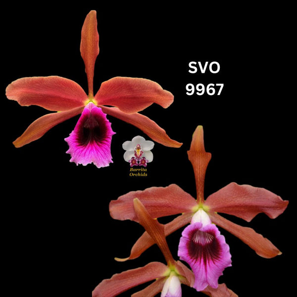 Cattleya Orchid Species SVO9967 (L. tenebrosa 'None Darker’ x L. tenebrosa 'Spectabilis x Rain Forest’)