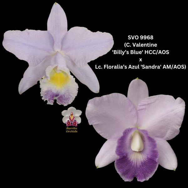 100mm Cattleya Orchid Seedling SVO 9968 (C. Valentine 'Billy’s Blue' HCC/AOS x Lc. Floralia’s Azul 'Sandra' AM/AOS)