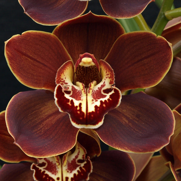 Cymbidium Orchid Cym. Khan Wall ‘Golden Brown' in a 125mm pot.