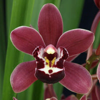 Cymbidium Orchid Barrita Tiptoe 'Red' in a 125mm pot.