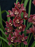 Cymbidium Orchid Barrita Tiptoe 'Red' in a 125mm pot.