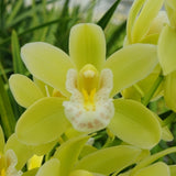 Cymbidium Orchid Dolly-Lin 'Lots of Ice' in a 125mm pot.
