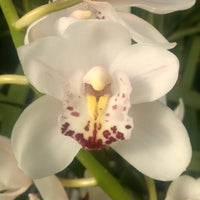 Cymbidium Orchid Barrita Trinket 'Ivory 'n bold' in a 125mm pot.