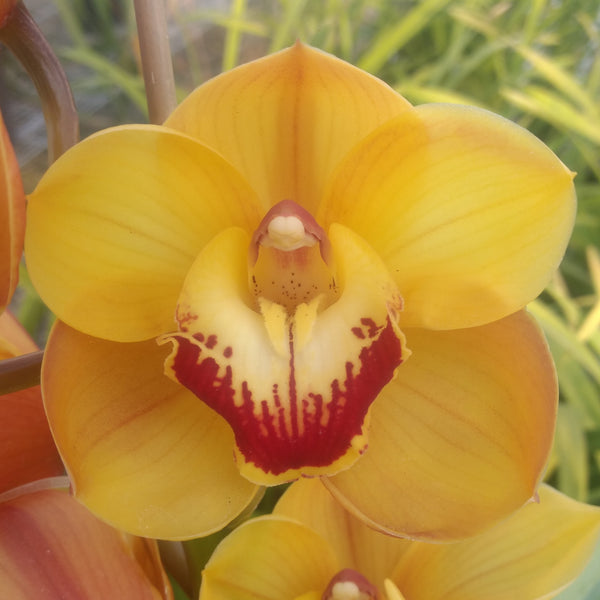 Cymbidium Orchid Barrita Unsung 'Gold Brush' in a 125mm pot.