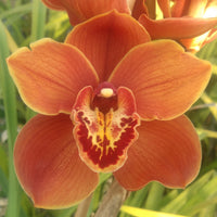 Cymbidium Orchid Cym. Memoria Craig Sibbit 'Solid Orange' in a 125mm pot.