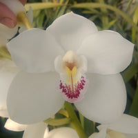 Cymbidium Orchid Barrita Unleash 'Whitest of white' in a 125mm pot.