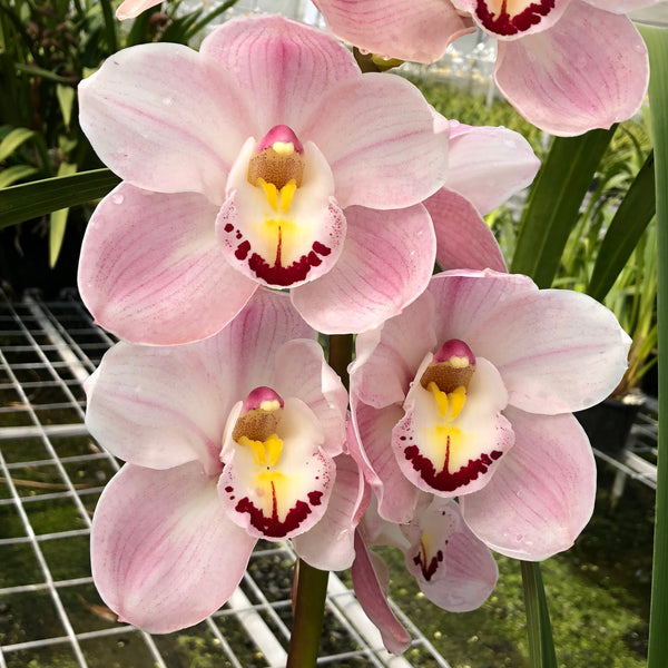 Cymbidium Orchid  Barrita Patriot 'Dianne' in a 125mm pot.