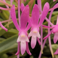 Orchid Seedling Ascofinetia Kaori 'Pink Beauty' x Ascofinetia Kaori 'Pink Beauty'