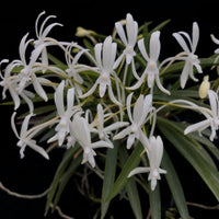 Orchid Seedling Vanda falcata 'Snow white' x Self