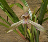 Species Cymbidium Orchid seedling. Cym goeringii (Yunnan form)