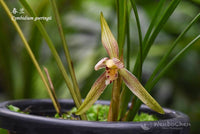 Species Cymbidium Orchid seedling. Cym goeringii (Yunnan form)