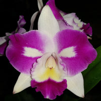 Cattleya orchid clone C. Mari's Magic 'Topaz'