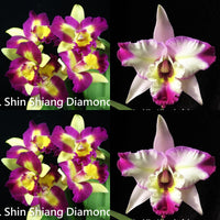 Cattleya orchid seedling (Rlc. Shin Shiang Diamond 'Taiyong #1'  x Lc. Miss Wonderful 'Show off')