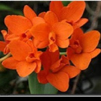 Cattleya orchid clone Rth. Shinfong little sun 'Young-min Golden boy'