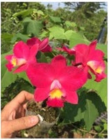 100mm Cattleya Orchid Clone  Ctt. Chief Berry
