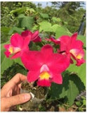 Cattleya Orchid clone 100mm Ctt. Chief Berry