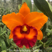 Cattleya orchid clone Rlc.Nakornchaisri Delight