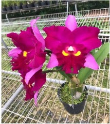 Cattleya orchid clone Rlc. Chief Dancer