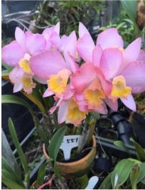 Cattleya orchid clone Rth. Chief Treat